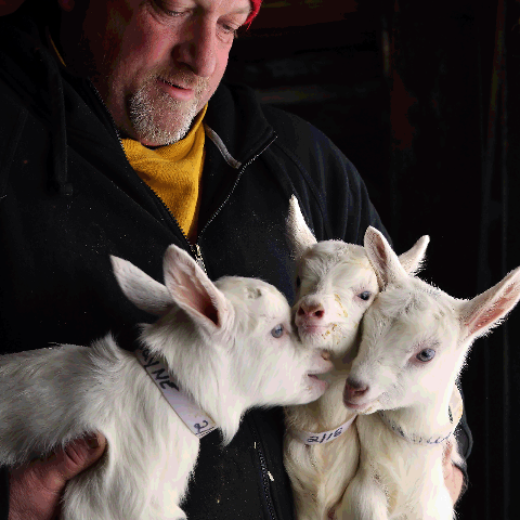 Beekman Whipped Body Cream - Goat Milk